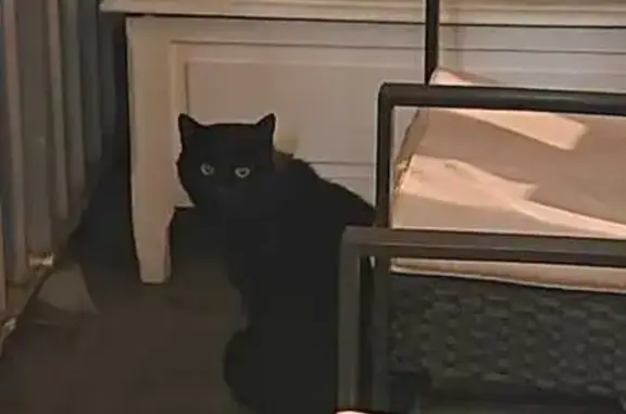 Animaux trouvés , photo: Chat noir blessé trouvé à Chambéry