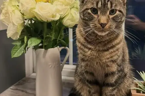 Lost Tabby Cat in Blacktown Gardens