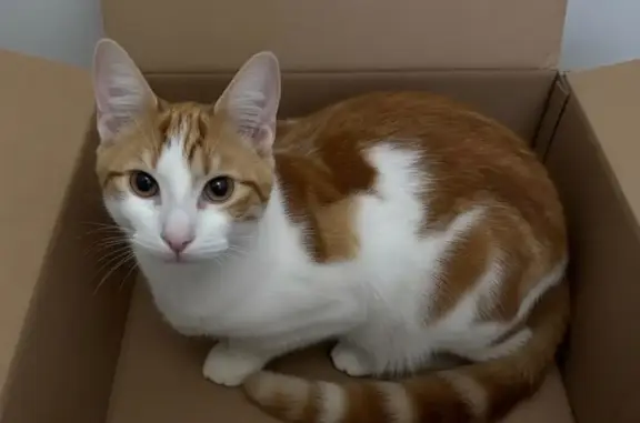 Missing cat Brisbane, photo: Lost Cat: Friendly Male-Loving Feline