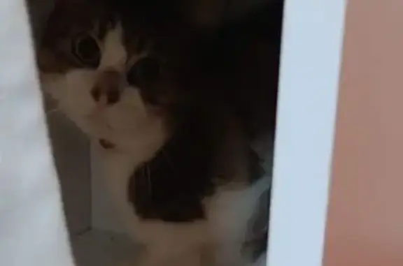 Animaux trouvés , photo: Chat mâle tigré/blanc trouvé à Aigues-Mortes