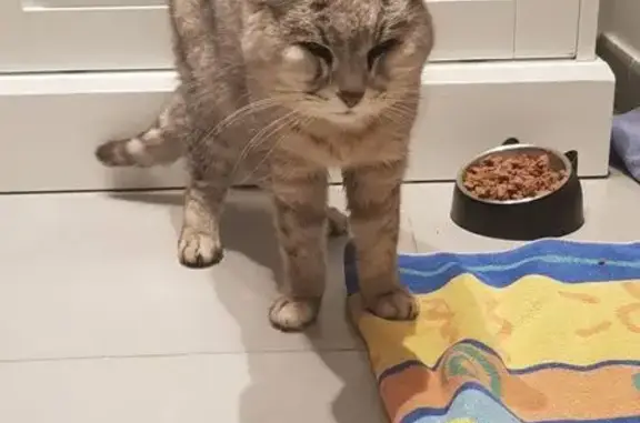 Petite chatte grise âgée disparue à Auribeau - photo
