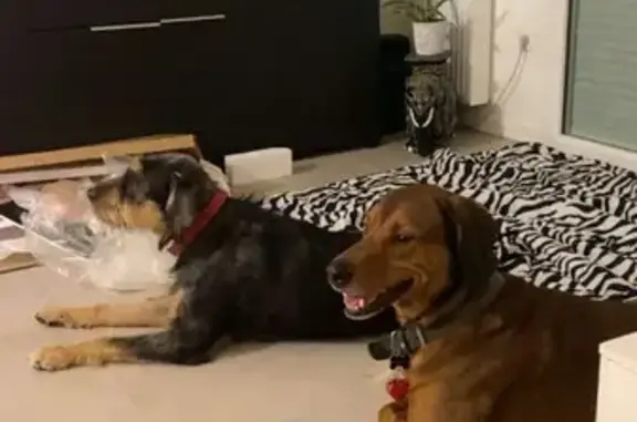 Chienne noire et feu disparue à Saint-Bauzille - photo