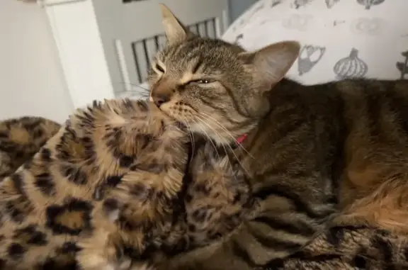 Chatte tigrée disparue à Lagord - photo