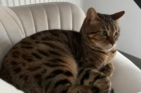 Animaux perdus Toulouse, photo: Chat tigré bengal perdu à Toulouse
