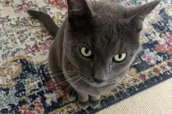 Missing: Cuddly Russian Blue in Cockburn