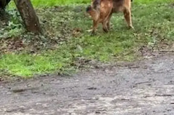 Animaux trouvés Mont-de-Marsan, photo: Chien perdu aperçu à Mont-de-Marsan