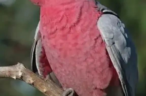 Lost Friendly Galah: Maxi in Wanneroo