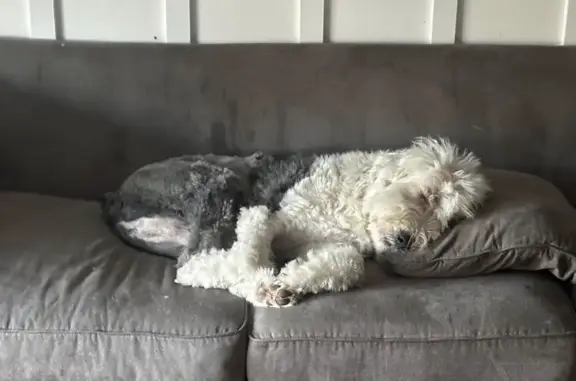 Lost pets Okemos, photo: Missing Sheepdog: Friendly, No Tail, Okemos