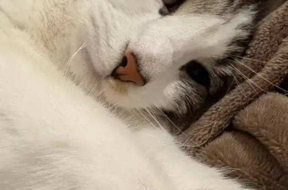 Chat perdu, , photo: Chat gris tigré disparu à Taverny