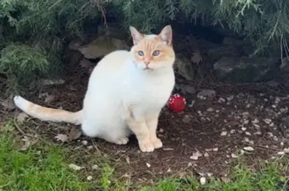 Chat perdu, Mazan, photo: Chat beige/roux perdu, Mazan, yeux bleus