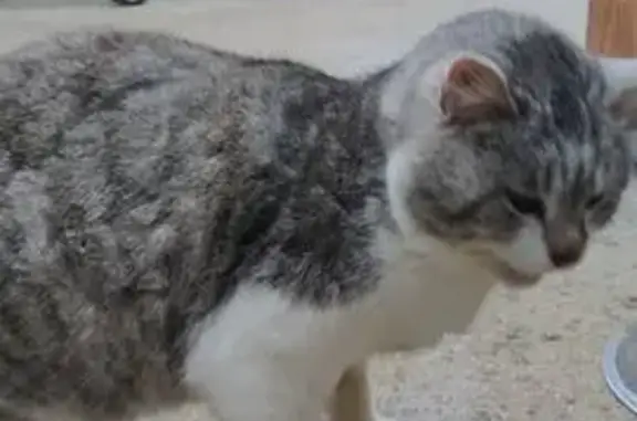 Animaux trouvés , photo: Chat trouvé : bavard, craintif, bon appétit