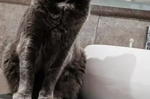 Chatte perdue, tâche blanche, Thury-en-Valois - photo