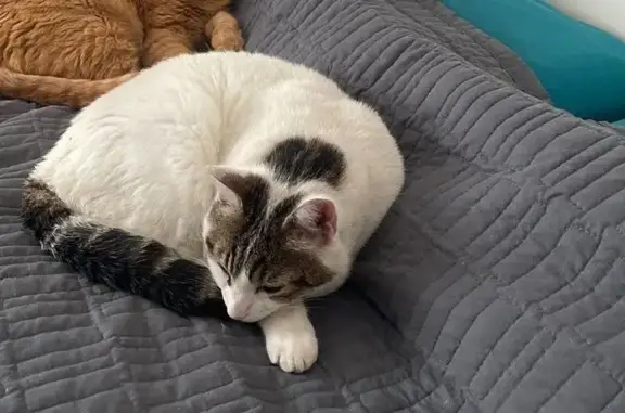 Chat perdu, La Rochelle, photo: Chat perdu avec collerette, La Rochelle