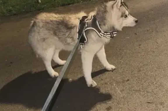 Animaux perdus Troyes, photo: Chien perdu à Troyes : Balto, 2 ans