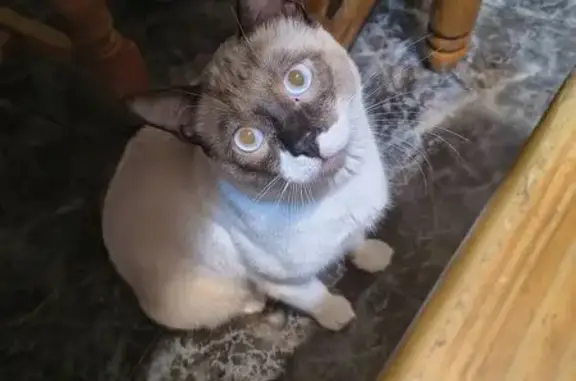 Gatos perdidos, , foto: ¡Ayuda a encontrar a Teo, gato perdido!