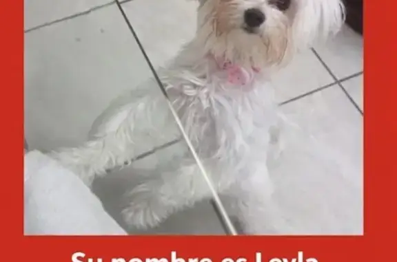 Lost and found pets Florida City, photo: Lost White Dog in Miami - Reward Offered