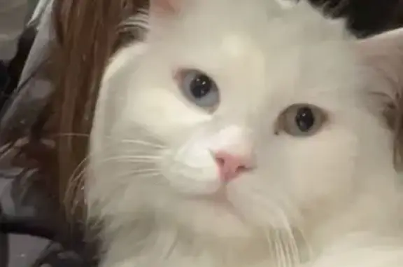 Chat blanc à poil long disparu - photo