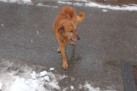 Chien trouvé , photo: Chien trouvé, grand et affamé à Orcières