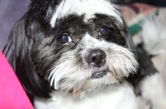 Lost Deaf Dog: 15-Year-Old Bandit in Simla