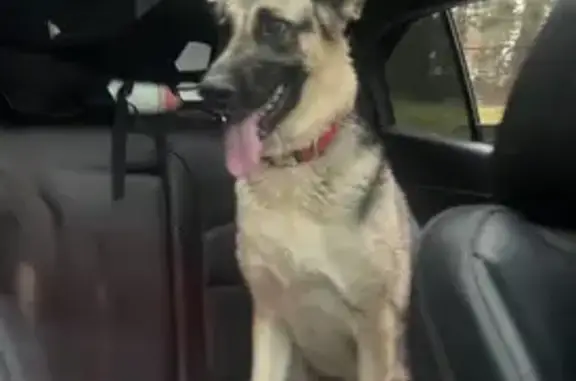 Lost Sweet Dog Near 176th & Canyon - photo
