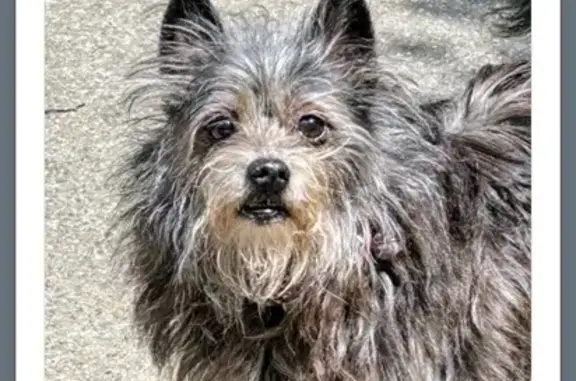 Lost and found pets , photo: Lost Pomeranian/Terrier, Pink Collar