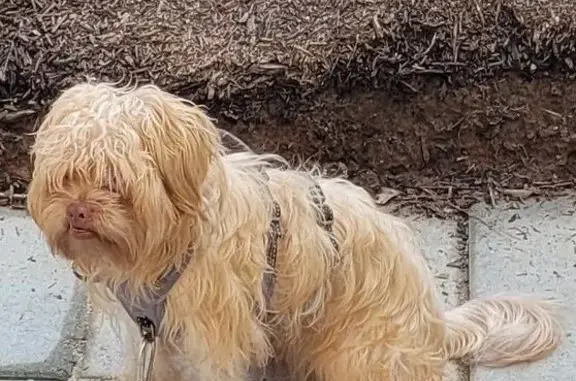 Lost Blonde Shorkie: Help Us Find Him! - photo