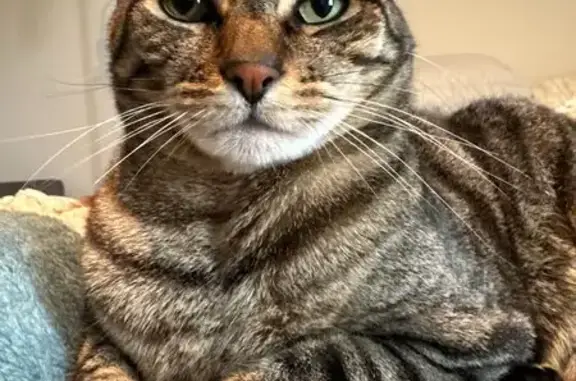 Help Find Kush: Skiddish Cat Missing!