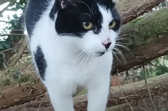 Chat perdu, , photo: Chat disparu à Saint-Nizier-le-Désert