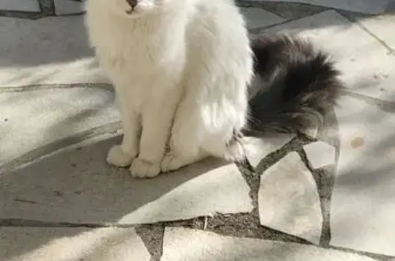 Animaux trouvés Tourrettes-sur-Loup, photo: Chat trouvé à Tourrettes-sur-Loup