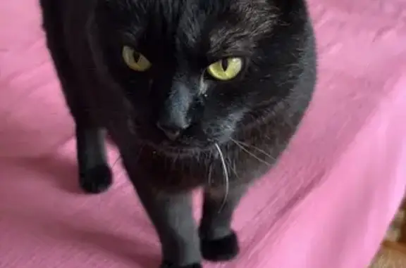 Chat perdu, Boulogne-sur-Mer, photo: Chat noir perdu, Rue Aristide Briand