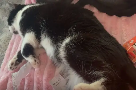Lost Tuxedo Cat: Unique Moustache Mark - photo