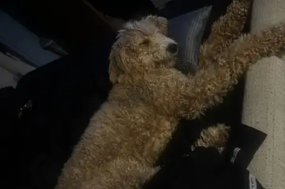 Missing Tan Pup with Mohawk in KY - photo