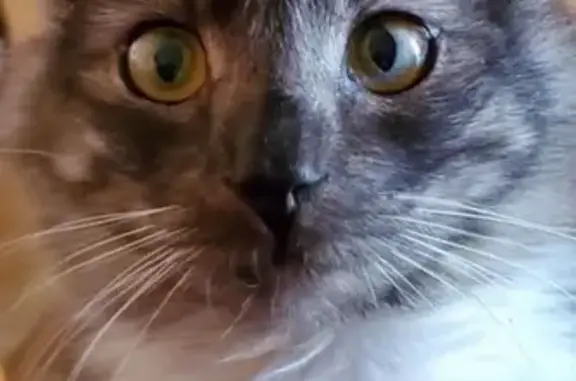 Lost Cat: Black & White, Green Eyes Found