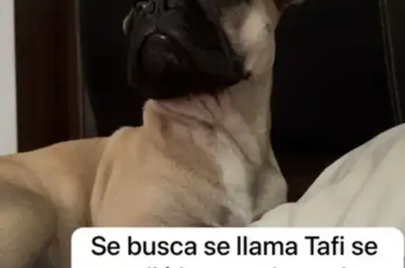 Perros perdidos, , foto: Perro Beig Perdido en Culiacán el 15 de Febrero
