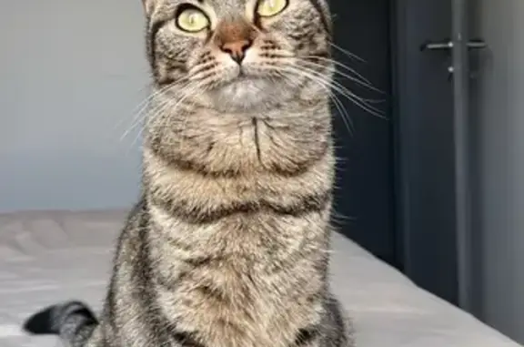 Animaux perdus Roquefort, photo: Chatte tigrée disparue à Roquefort