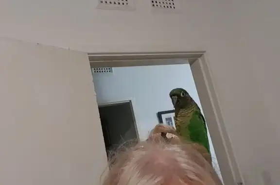 Lost Bird: Flew Away in Durban