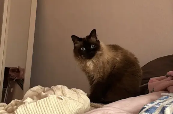 Se Busca: Gata Siamesa Perdida en Guadalcacín - photo
