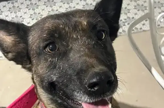 Se busca: Malinois perdida en Illescas