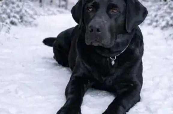 Біля Дубневичів. Повністю чорна Лабрадор Ретривер