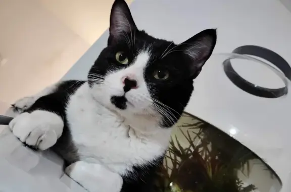 Animaux perdus , photo: Chat noir et blanc perdu à Tréveneuc