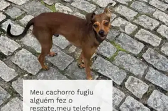 Cachorro perdido