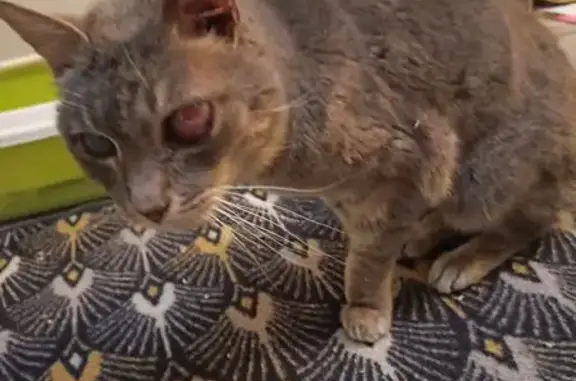 Animaux trouvés Mercury, photo: Chat gris trouvé, queue rayée, Route de Pontfet