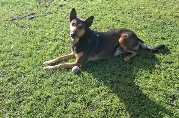 Princesse, malinois marron perdue à Bayet - photo