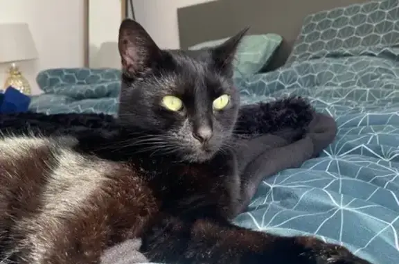 Chat noir perdu à Martignas-sur-Jalle - photo