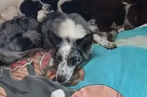 Animaux perdus Prades, photo: Chien perdu : Border collie et ses chiots