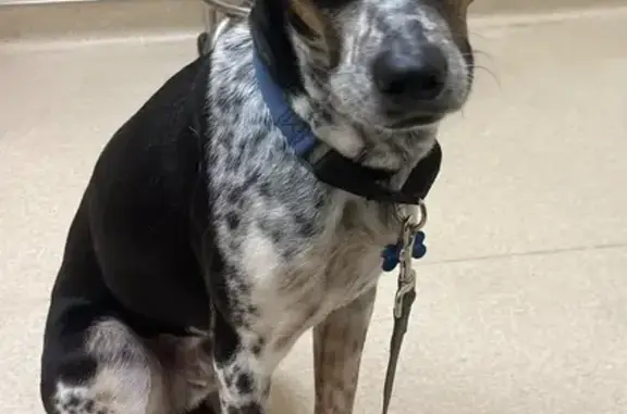 Lost pets Minneapolis, photo: Lost: Black & White Cattle Dog in MPLS