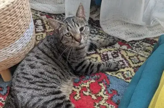 Chat perdu, Brive-la-Gaillarde, photo: Chat perdu: Tigre, oeil voilé, Brive