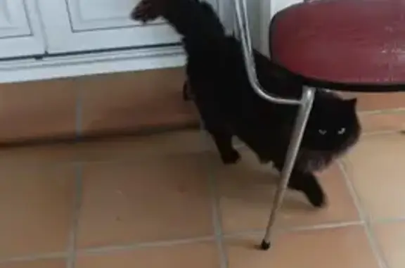 Animaux trouvés , photo: Chat noir à crinière rousse trouvé à Lens-Lestang