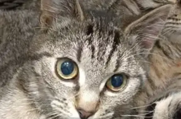 Animaux perdus , photo: Chaton fin et affectueux perdu à Baâlons