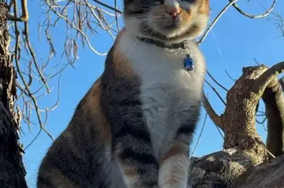 Chat trouvé Pessac, photo: Chatte Isabelle perdue, Allée Ronsard